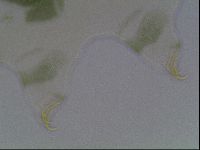 Echiniscus viridis image