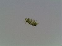 Echiniscus viridis image