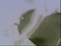 Echiniscus viridis image