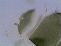 Echiniscus viridis image