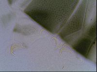Echiniscus viridis image