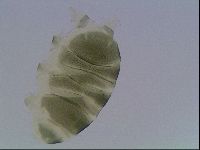 Echiniscus viridis image