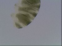 Echiniscus viridis image