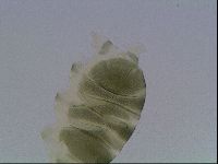 Echiniscus viridis image