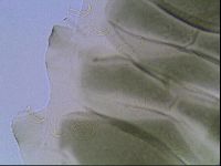 Echiniscus viridis image
