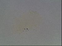 Echiniscus viridis image