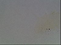 Echiniscus viridis image