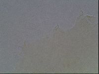Echiniscus viridis image