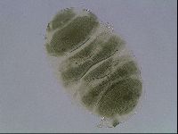 Echiniscus viridis image