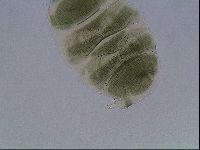 Echiniscus viridis image