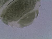 Echiniscus viridis image