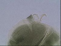 Echiniscus viridis image
