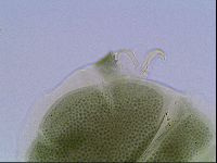 Echiniscus viridis image