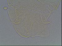 Echiniscus tessellatus image