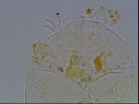Echiniscus tessellatus image