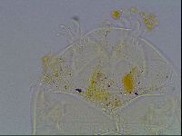 Echiniscus tessellatus image