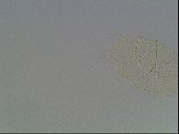 Echiniscus tessellatus image