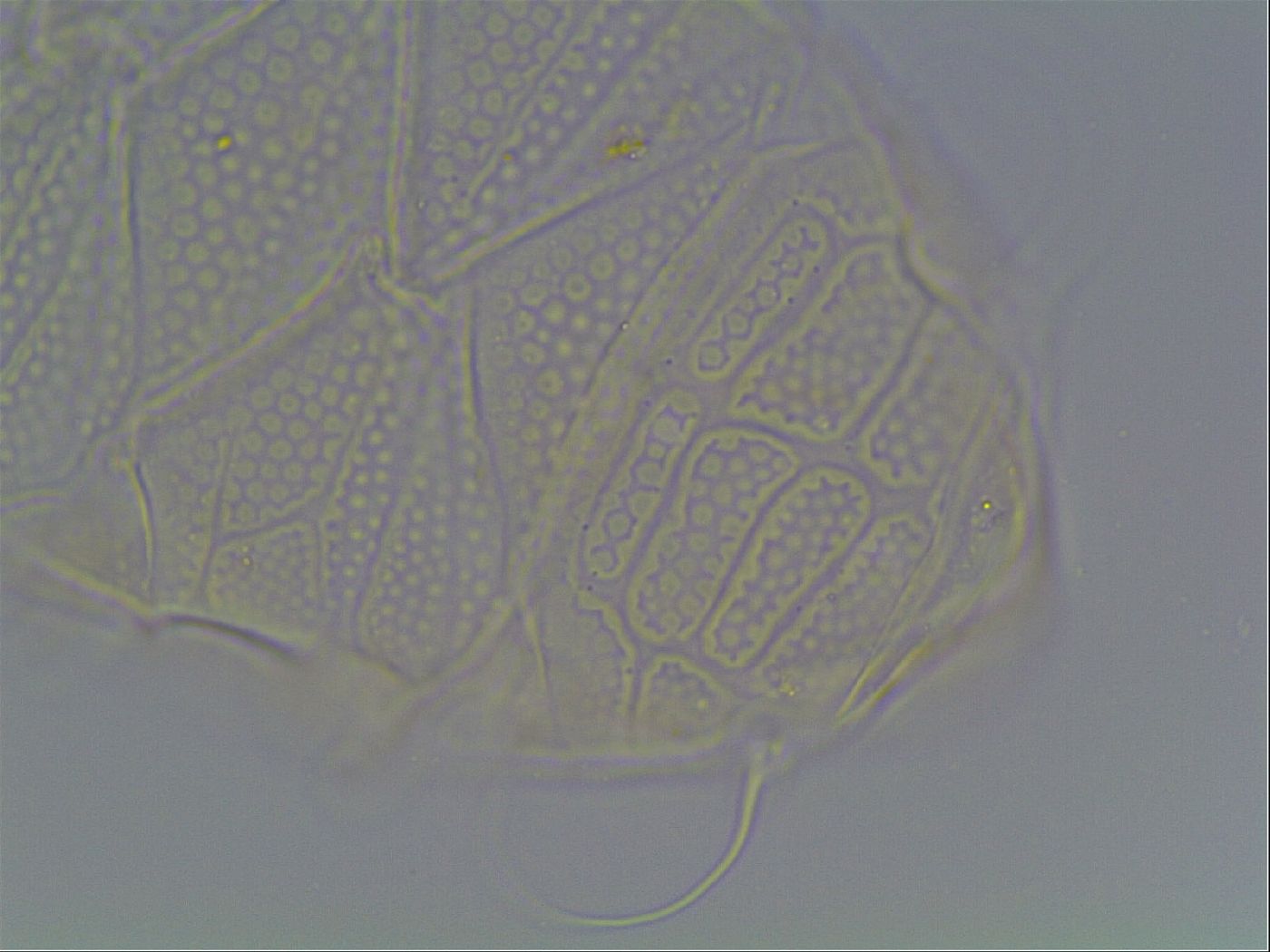 Echiniscus tessellatus image
