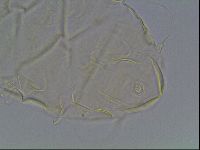 Echiniscus tessellatus image