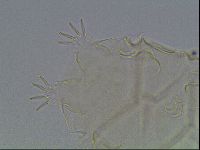 Echiniscus tessellatus image