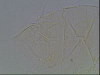 Echiniscus tessellatus image