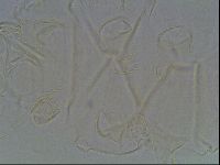 Echiniscus tessellatus image