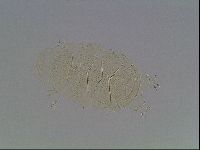 Echiniscus kofordi image