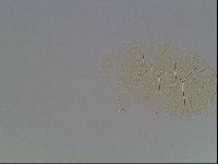 Echiniscus kofordi image