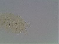 Echiniscus kofordi image