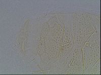 Echiniscus kofordi image