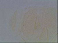 Echiniscus kofordi image