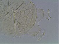 Echiniscus kofordi image