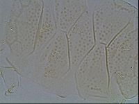 Echiniscus kofordi image