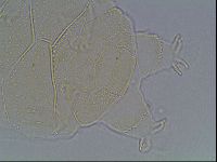 Echiniscus kofordi image