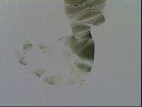 Echiniscus viridis image
