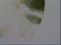 Echiniscus viridis image