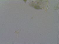 Echiniscus viridis image