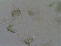 Echiniscus viridis image