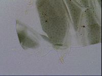 Echiniscus viridis image