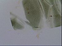 Echiniscus viridis image