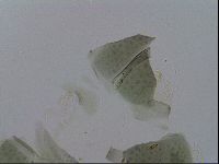 Echiniscus viridis image