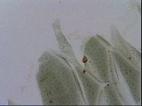 Echiniscus viridis image