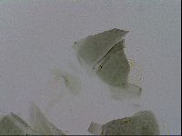Echiniscus viridis image