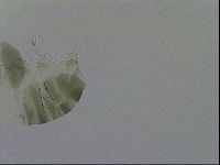 Echiniscus viridis image