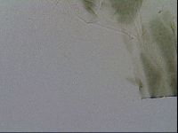 Echiniscus viridis image