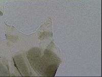 Echiniscus viridis image