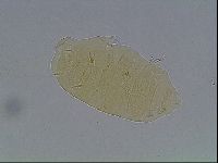 Echiniscus duboisi image