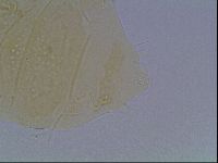 Echiniscus duboisi image