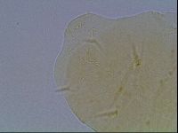Echiniscus duboisi image
