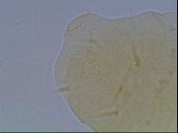 Echiniscus duboisi image